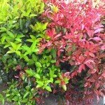 Contrasto Colori
